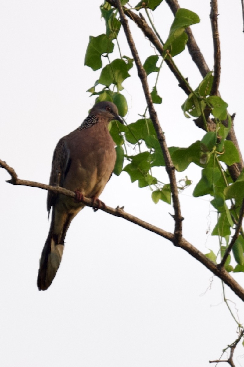 Spotted Dove - ML620743008