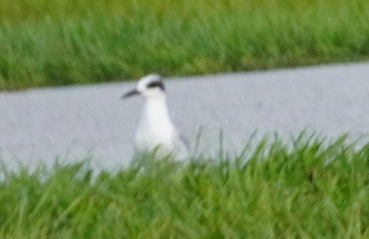 Forster's Tern - ML620743009