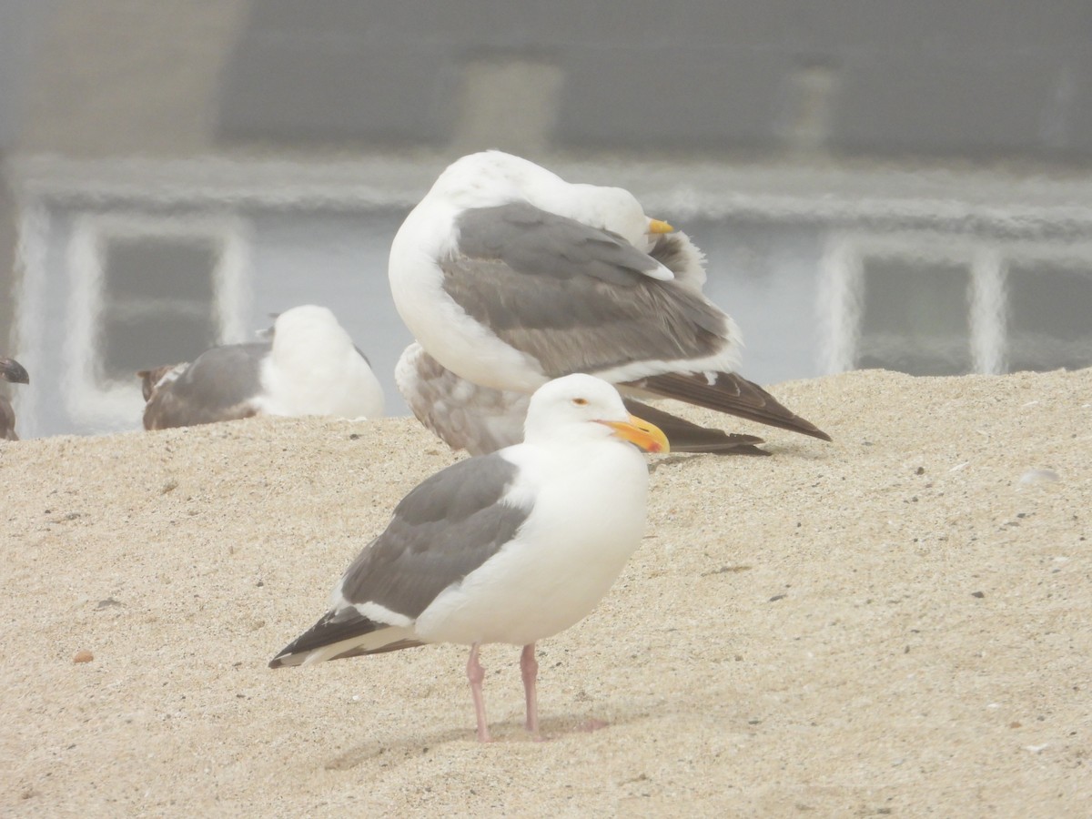 Western Gull - ML620743010