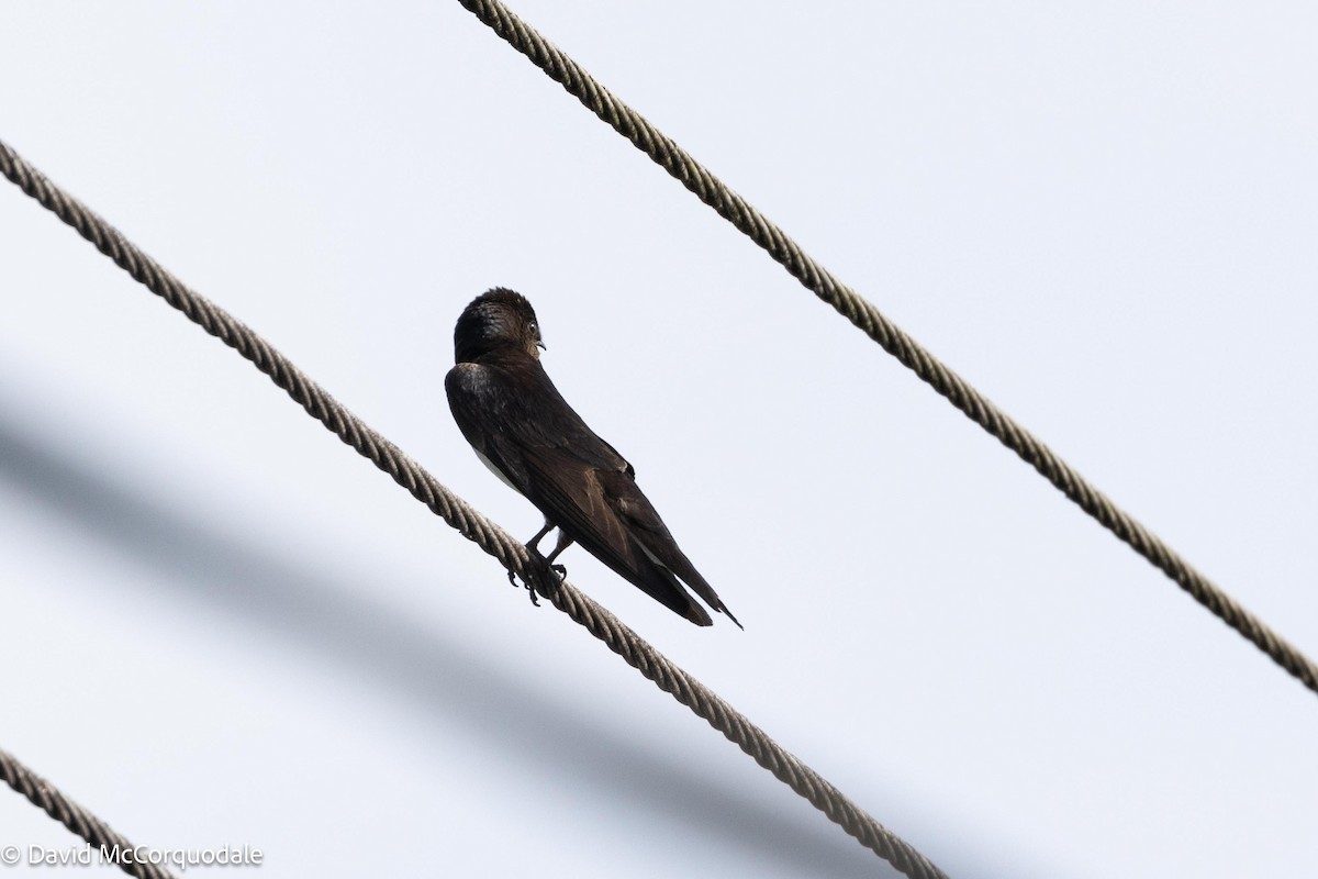 Gray-breasted Martin - David McCorquodale