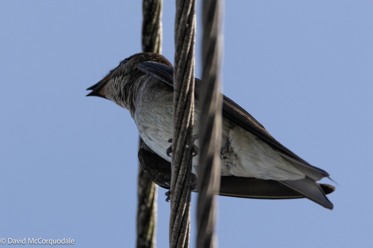 Golondrina Pechigrís - ML620743012