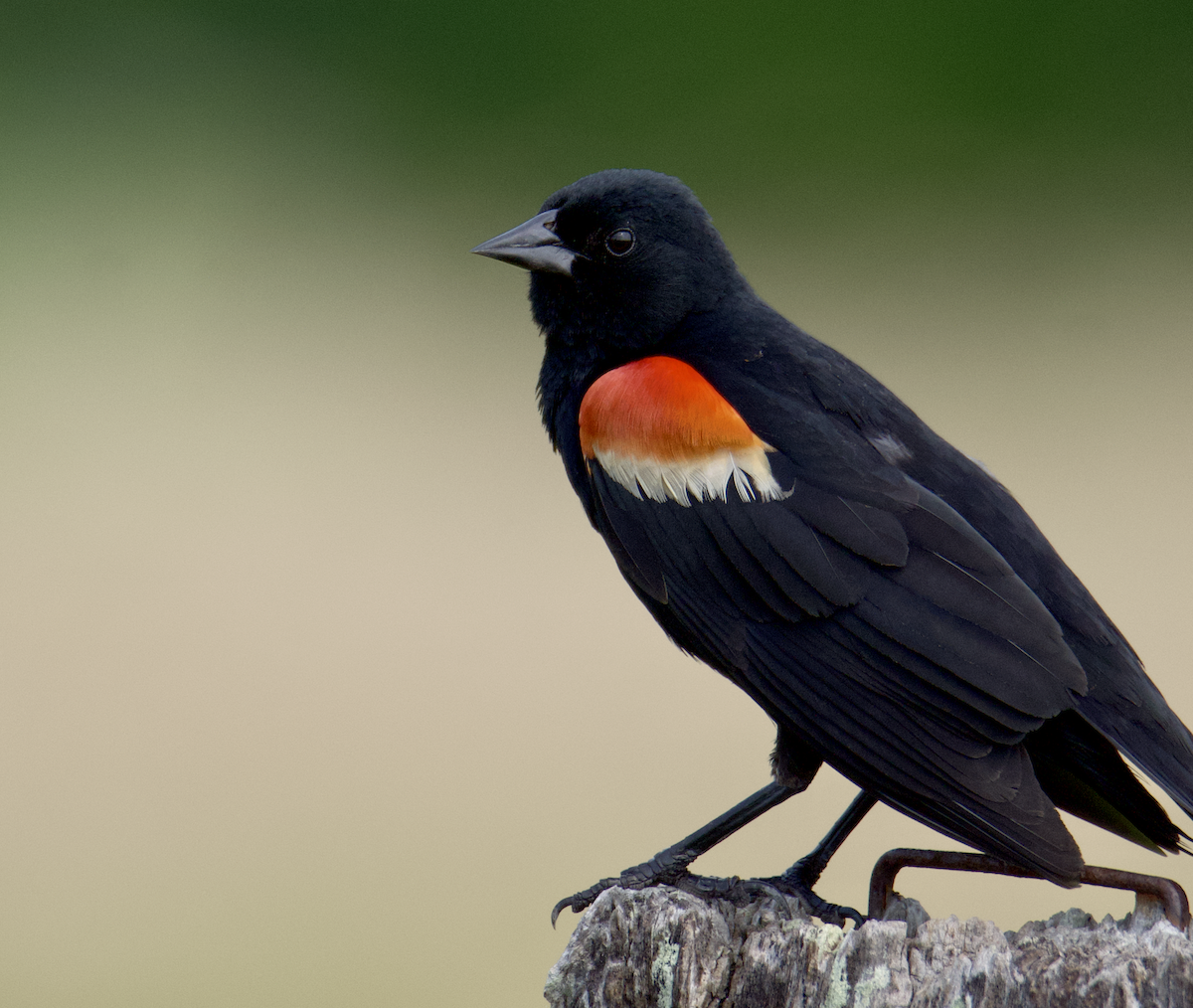 Red-winged Blackbird - ML620743013