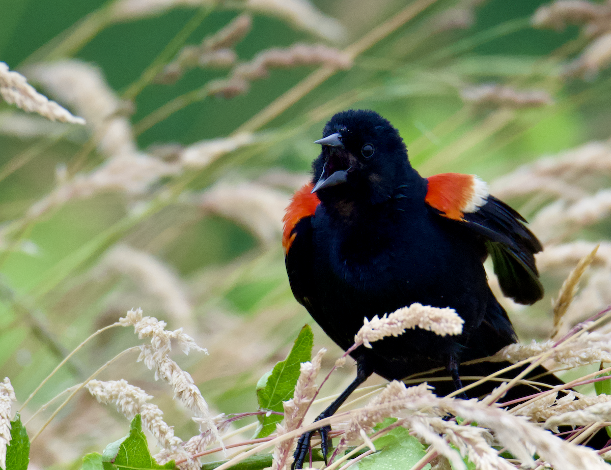 Red-winged Blackbird - ML620743014