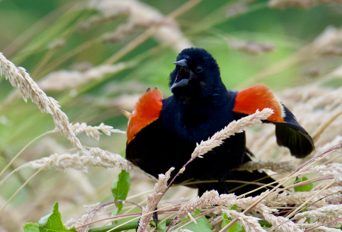 Red-winged Blackbird - ML620743015