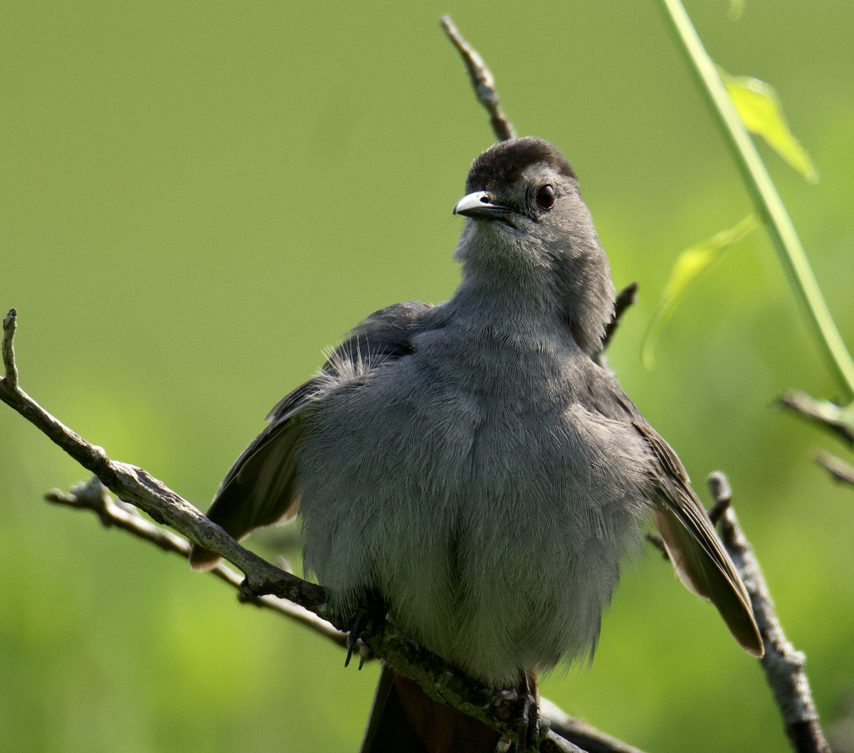 Gray Catbird - ML620743017