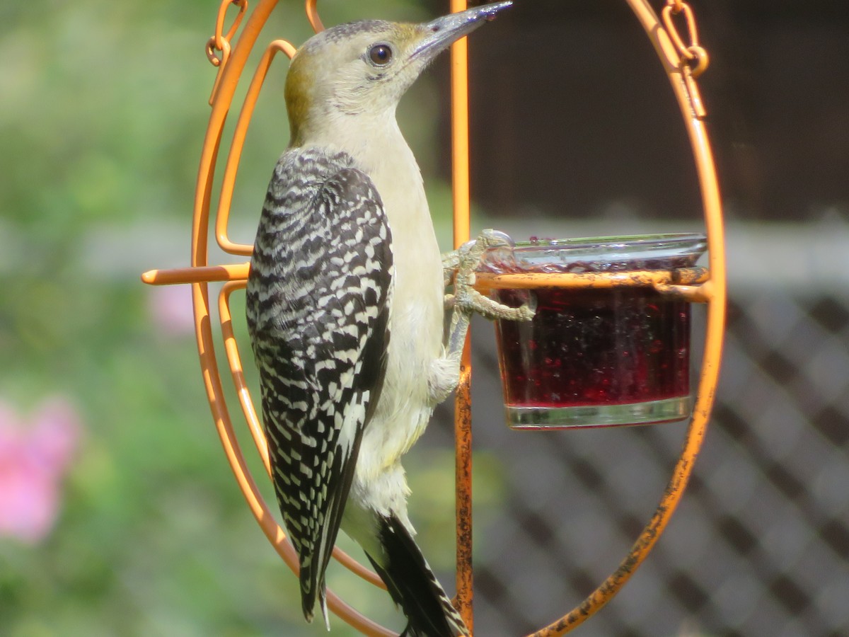 Golden-fronted Woodpecker - ML620743020