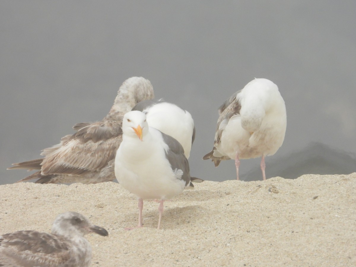 Western Gull - ML620743021