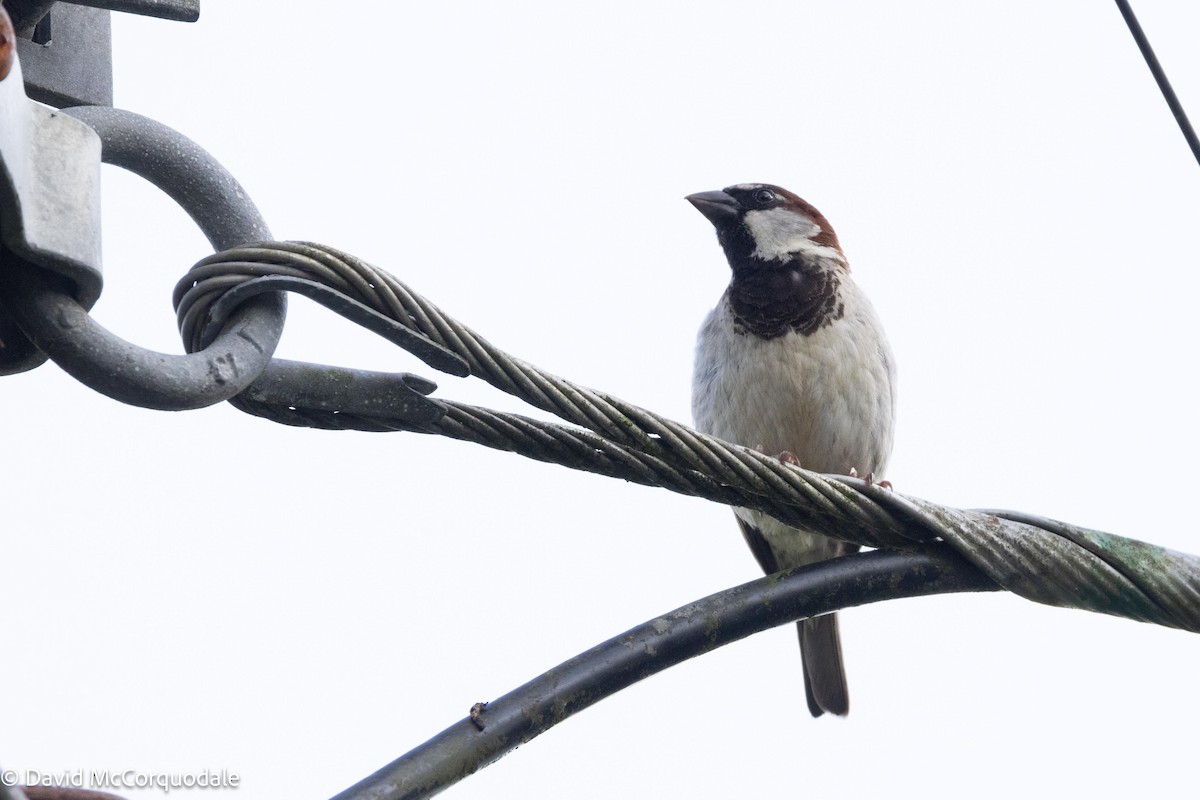 House Sparrow - ML620743023