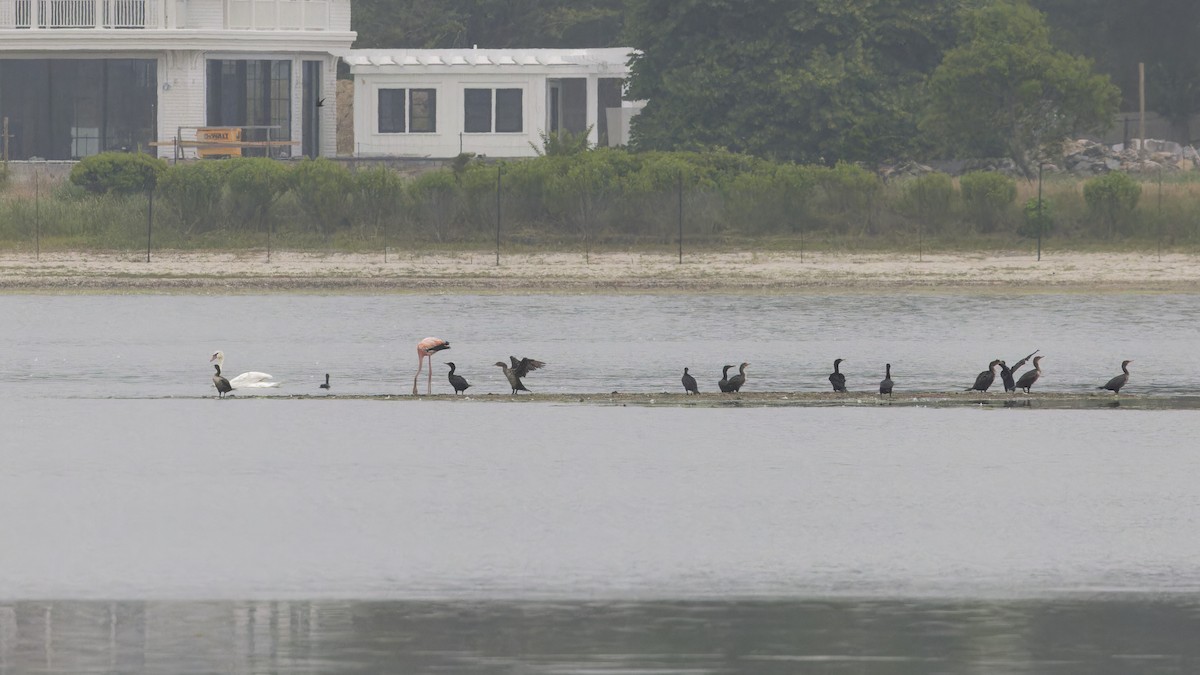 American Flamingo - ML620743030