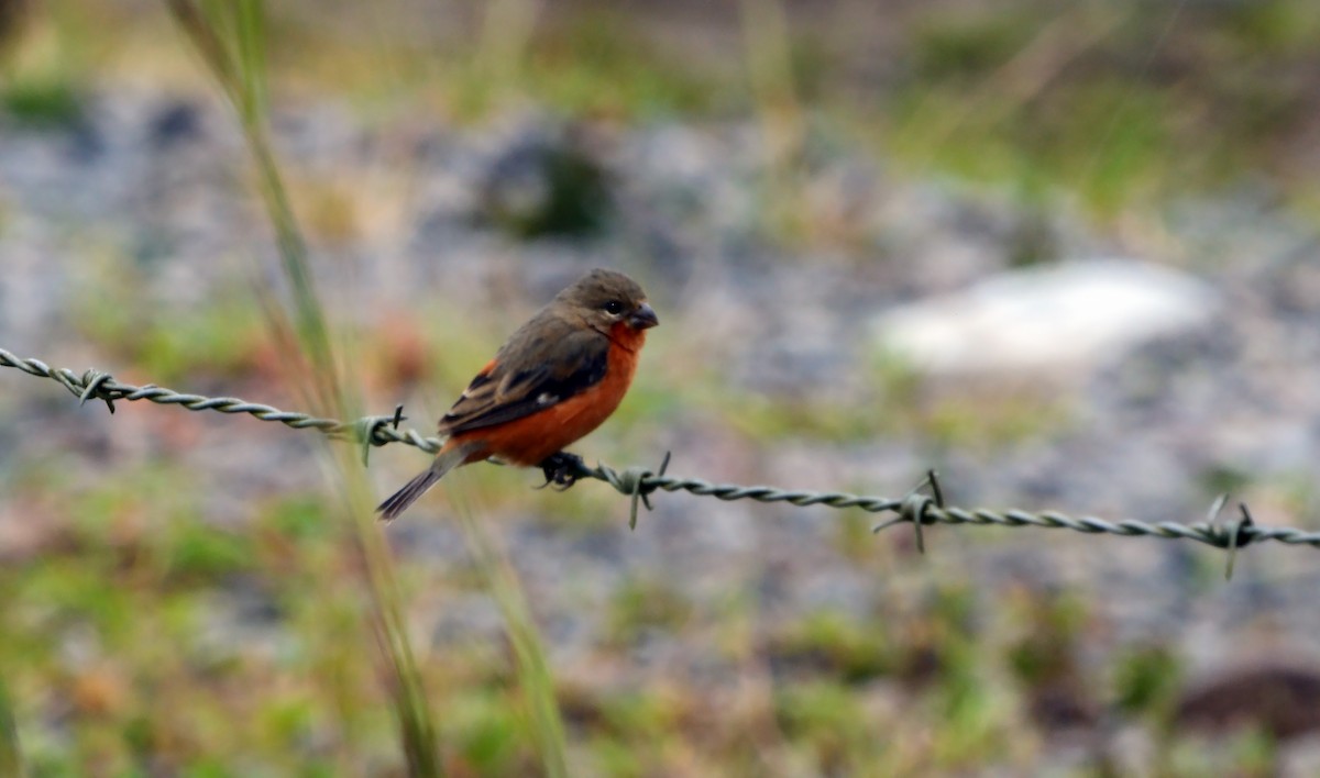 Ruddy-breasted Seedeater - ML620743031