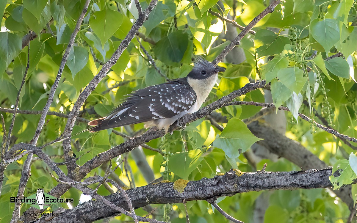 Great Spotted Cuckoo - ML620743033