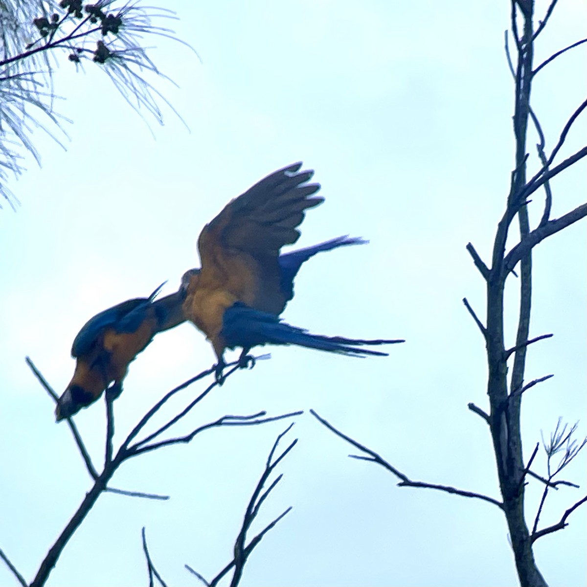 Blue-and-yellow Macaw - ML620743034