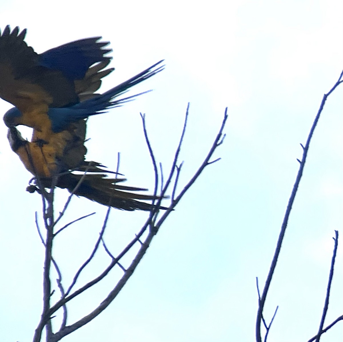 Blue-and-yellow Macaw - ML620743036