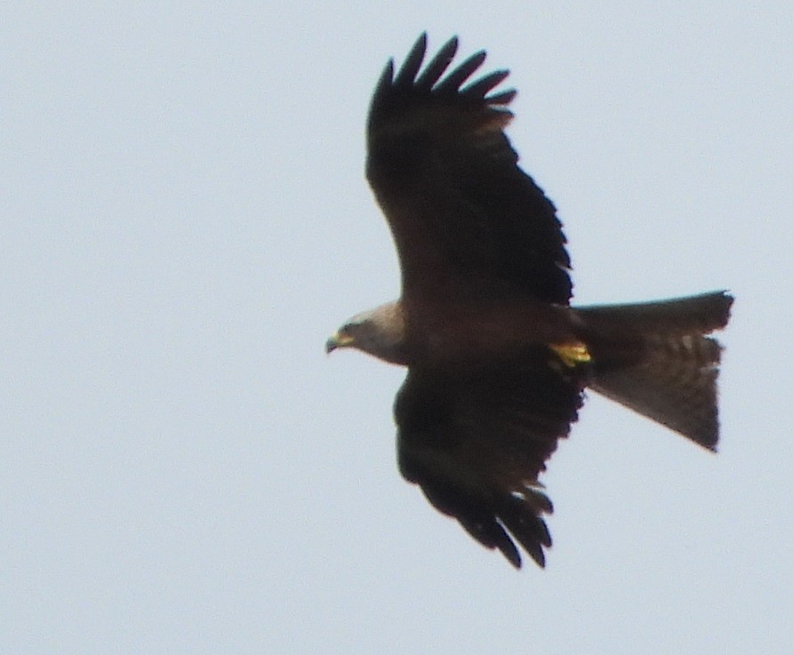 Black Kite - ML620743039