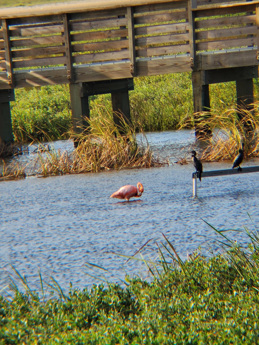 American Flamingo - Joseph McGovern