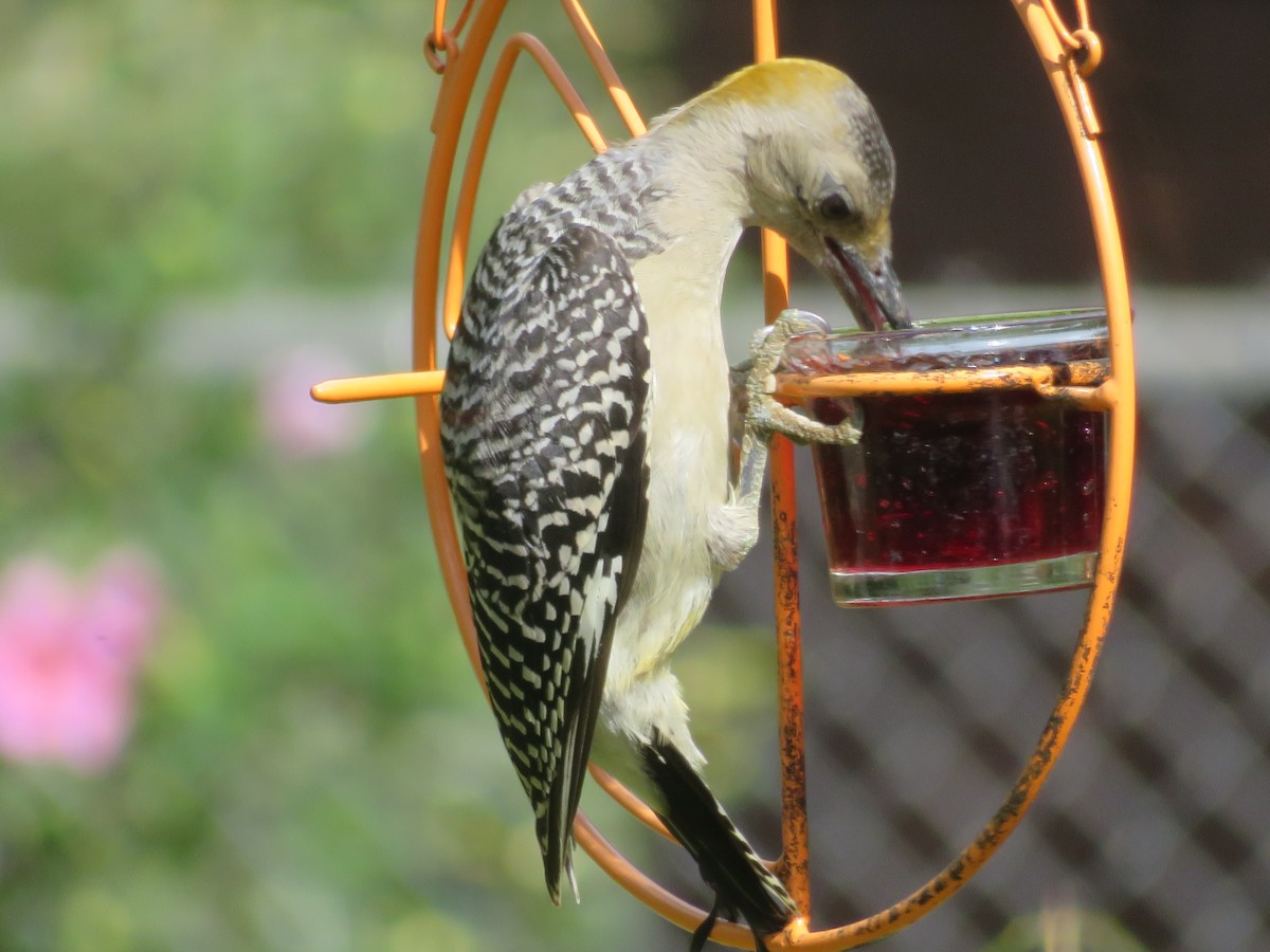 Golden-fronted Woodpecker - ML620743043