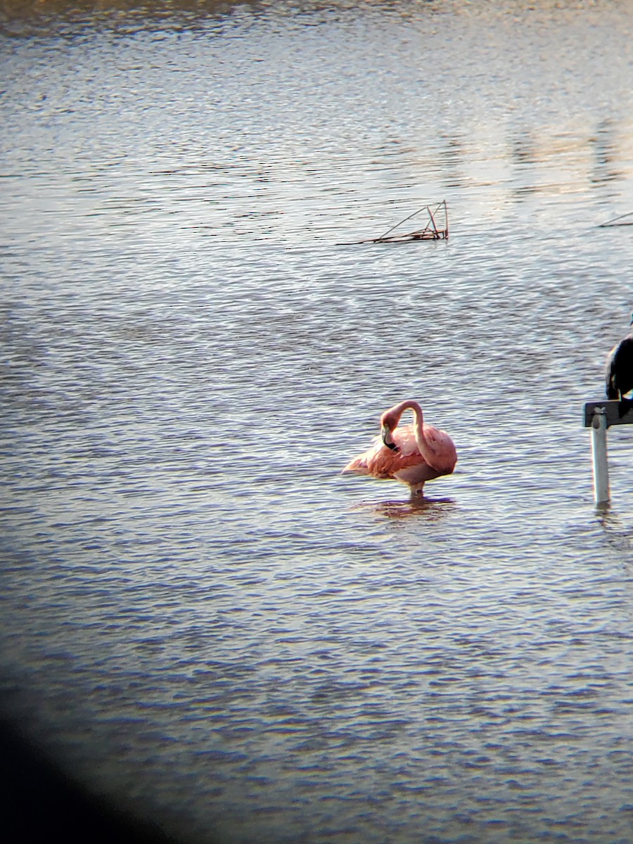 American Flamingo - ML620743045