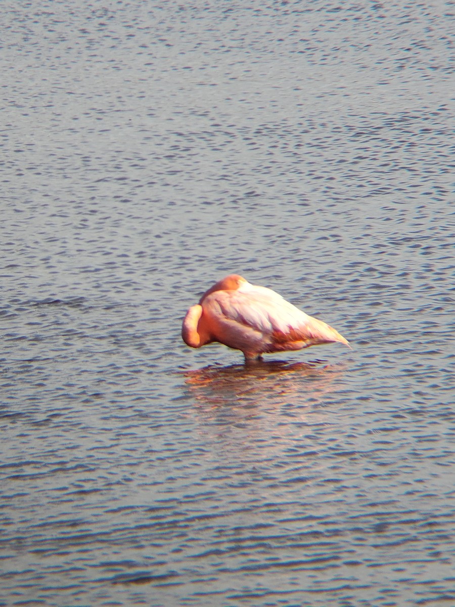 American Flamingo - ML620743046