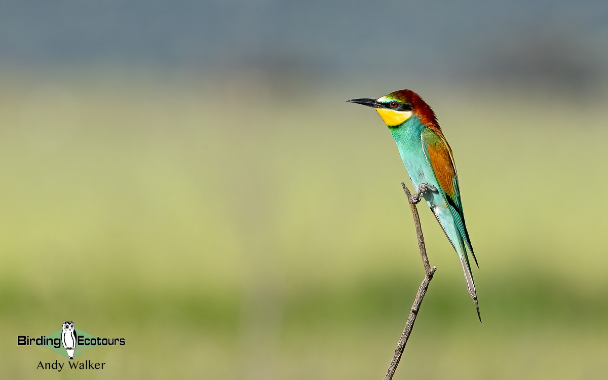 European Bee-eater - ML620743047