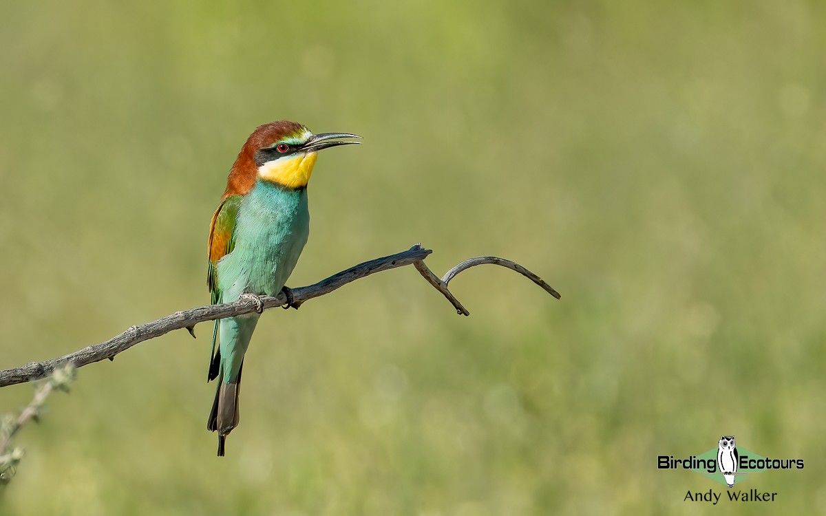 European Bee-eater - ML620743048