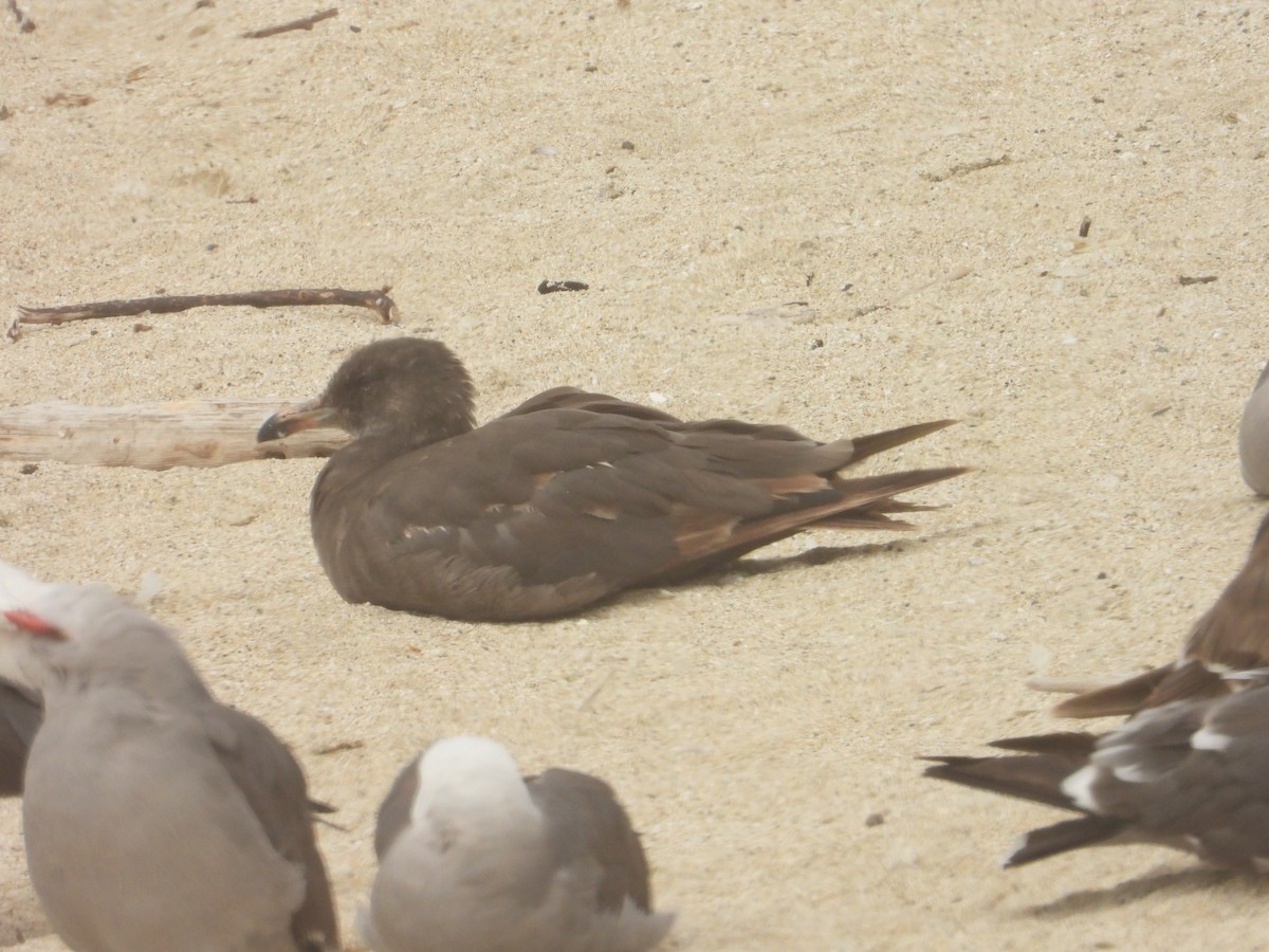 Heermann's Gull - ML620743069