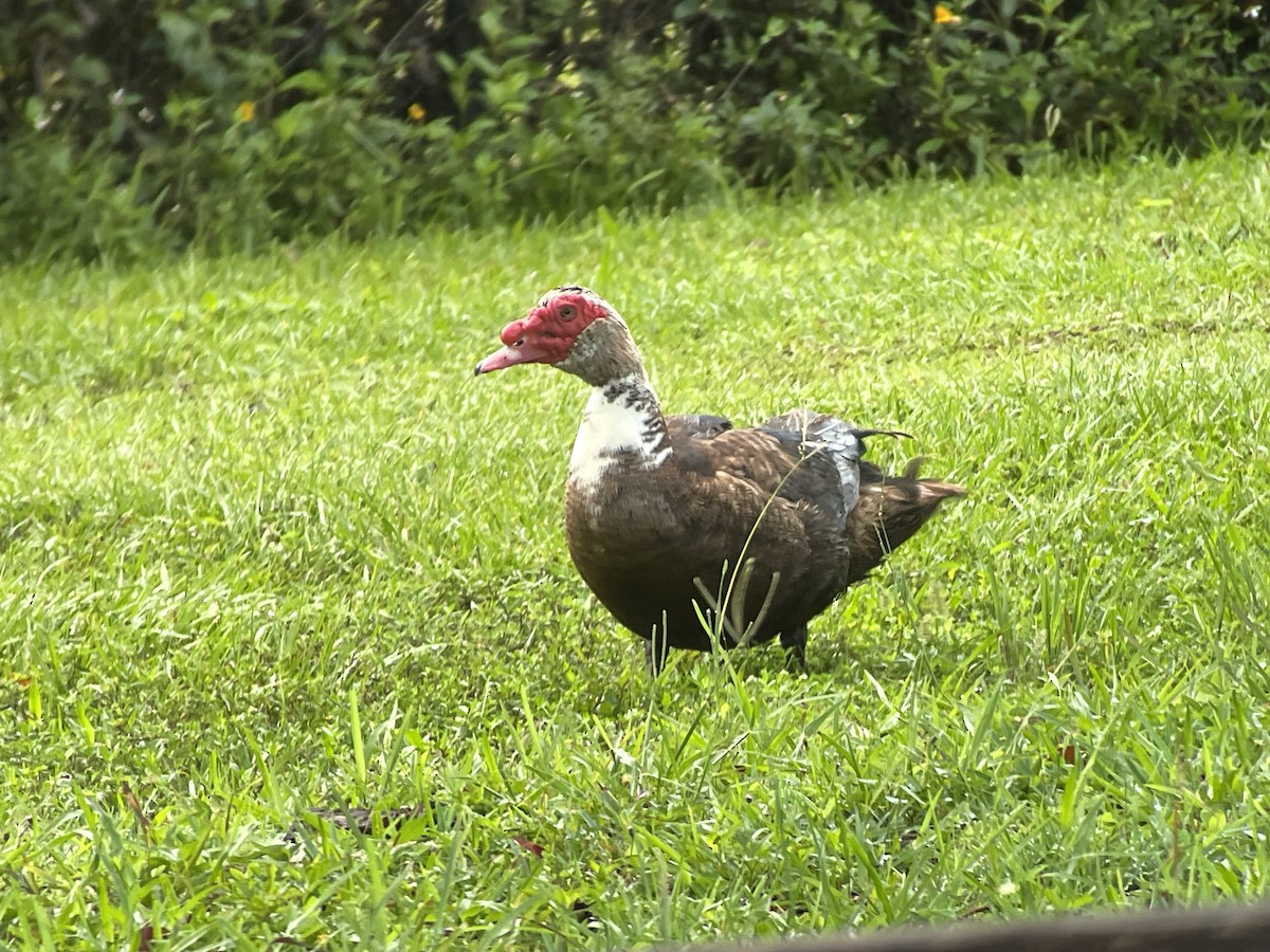 Muscovy Duck (Domestic type) - ML620743072