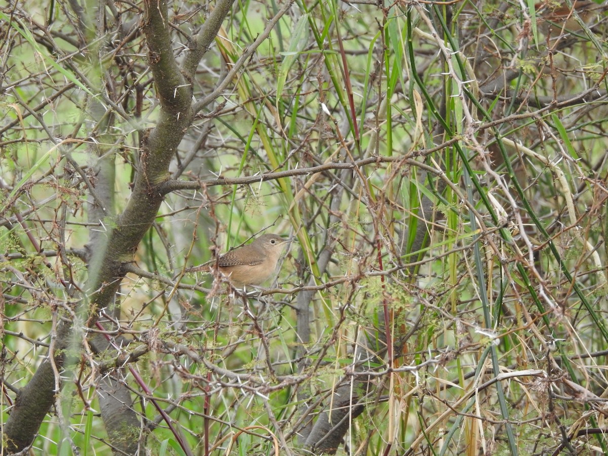 House Wren - ML620743074