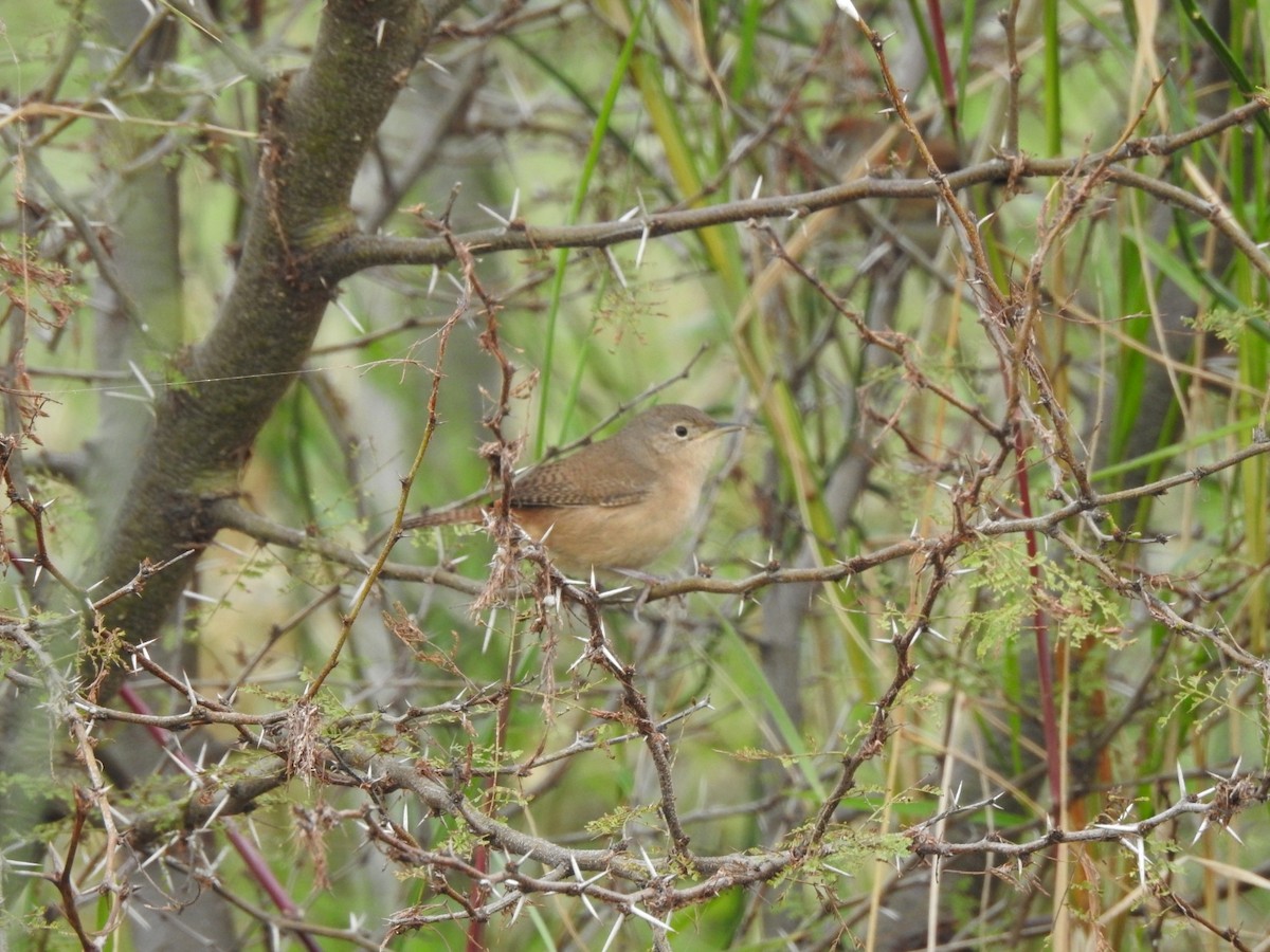 House Wren - ML620743075