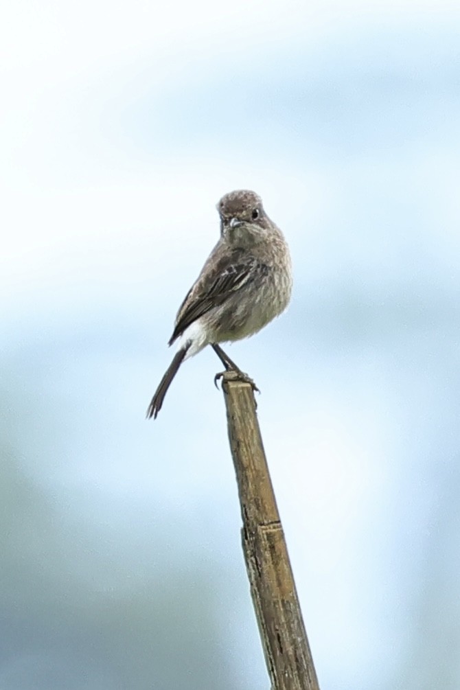 Pied Bushchat - ML620743076