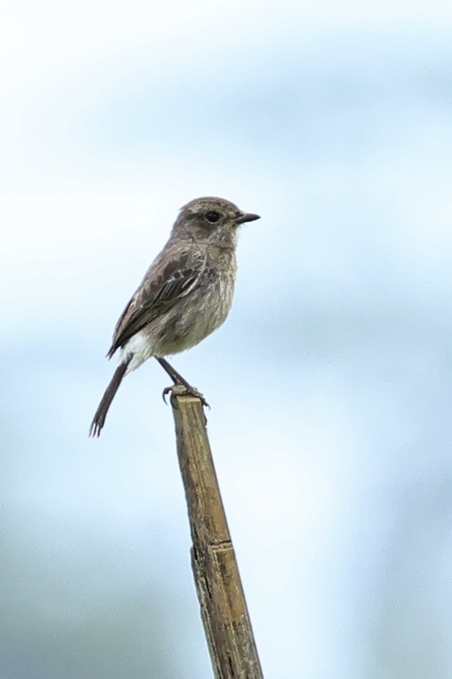 Pied Bushchat - ML620743077