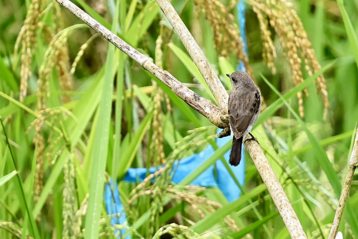 Pied Bushchat - ML620743078