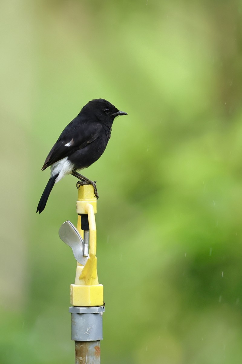 Pied Bushchat - ML620743079