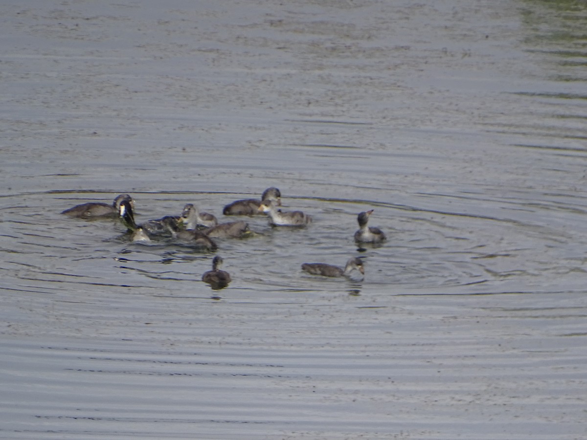 American Coot - ML620743092