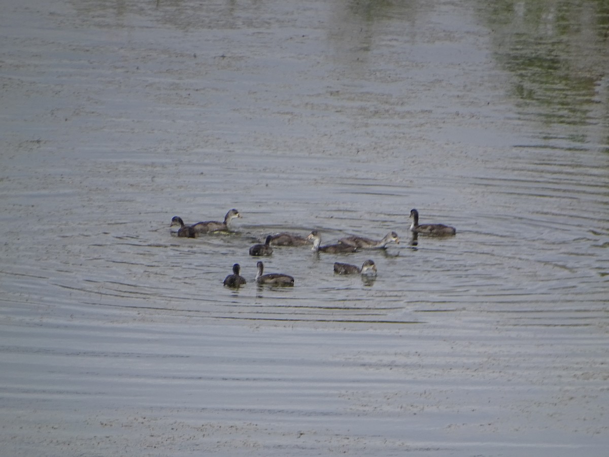 American Coot - ML620743095