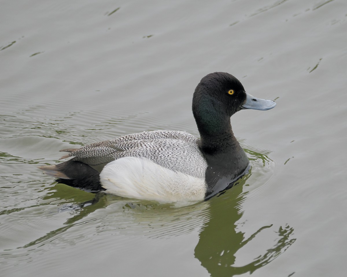 Greater Scaup - ML620743098