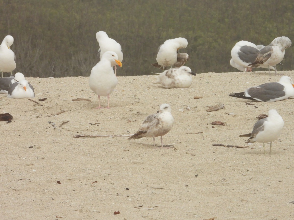 California Gull - Bill Holland