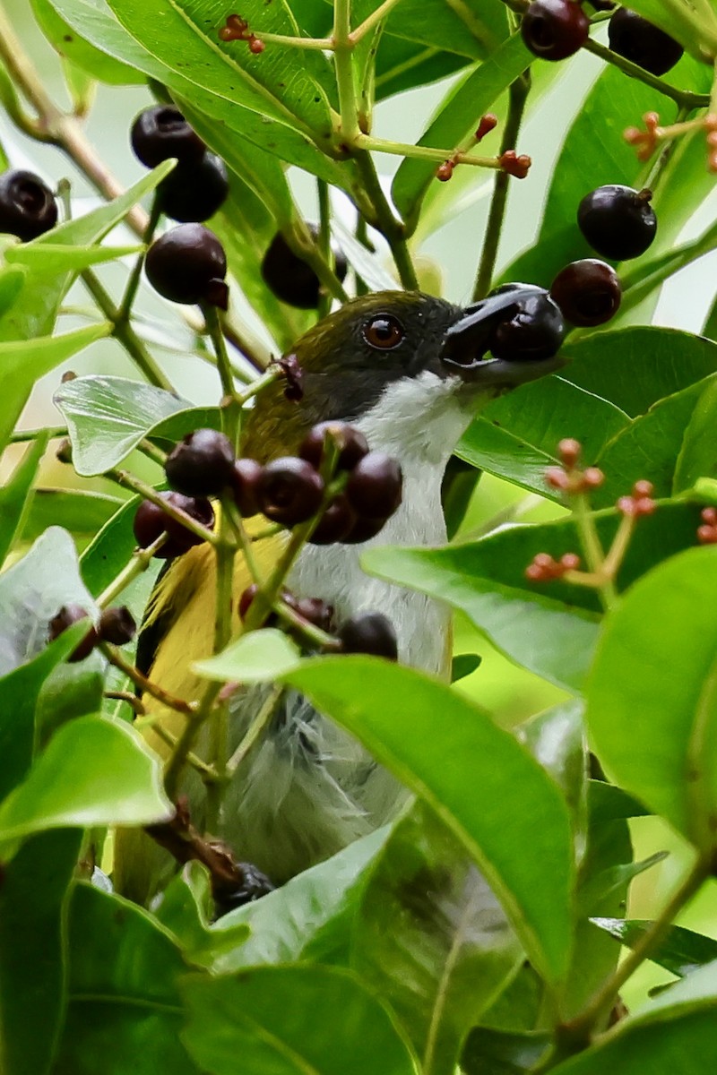 Yellow-sided Flowerpecker - ML620743102