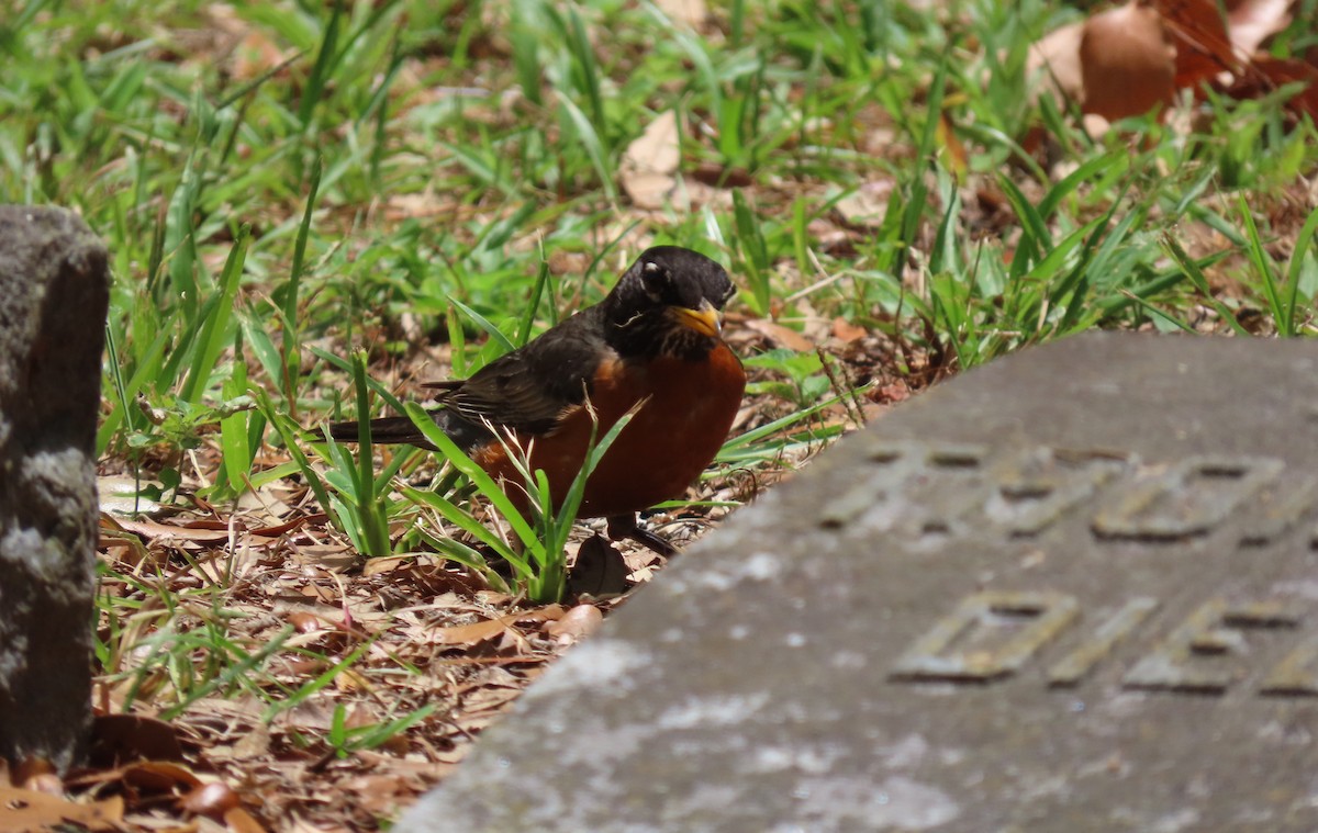 American Robin - ML620743111