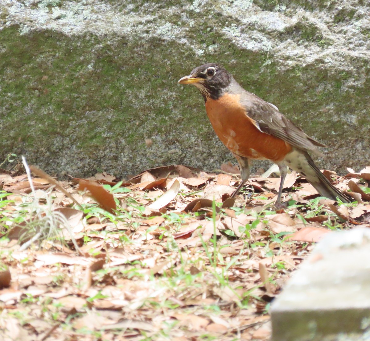 American Robin - ML620743113