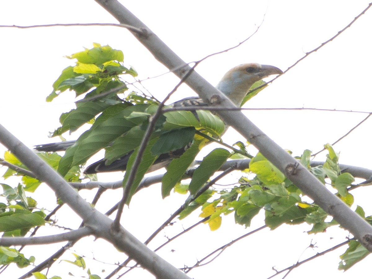 Channel-billed Cuckoo - ML620743114