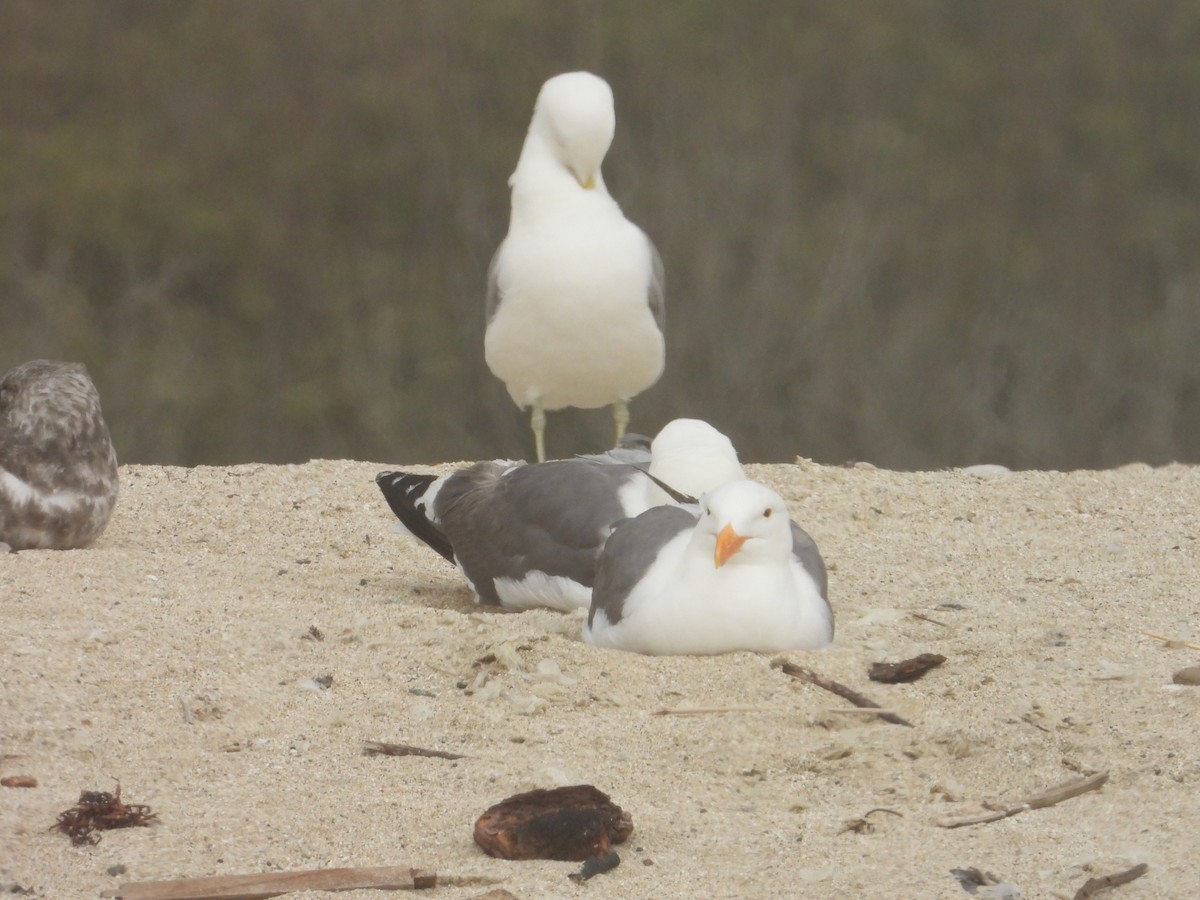 Western Gull - ML620743117