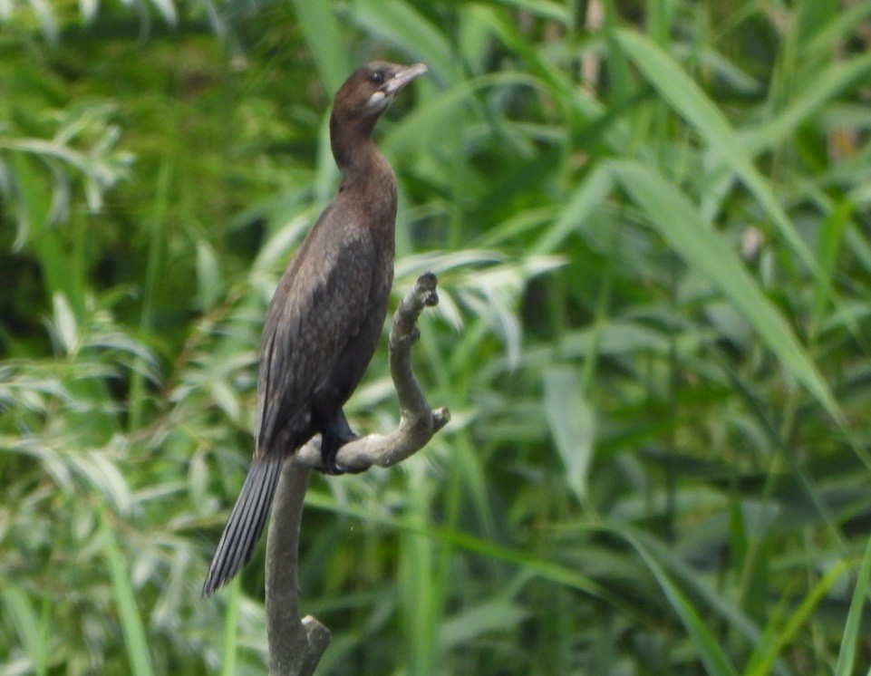 Pygmy Cormorant - ML620743122