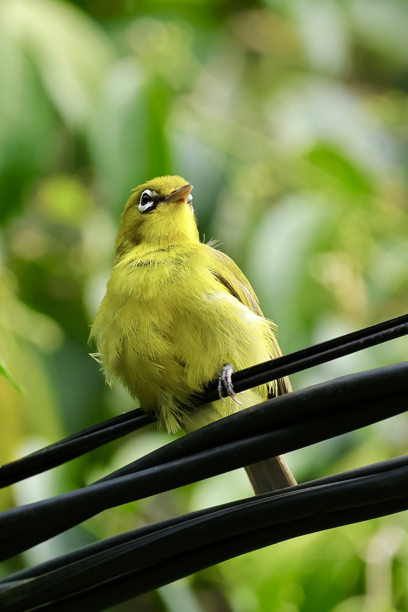 Lemon-bellied White-eye - ML620743124