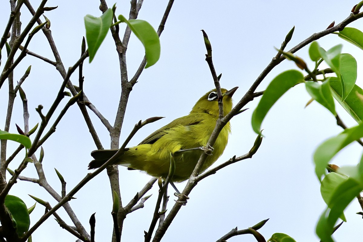 Lemon-bellied White-eye - ML620743126