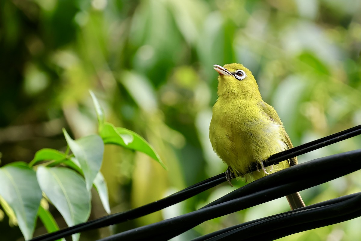 Lemon-bellied White-eye - ML620743128