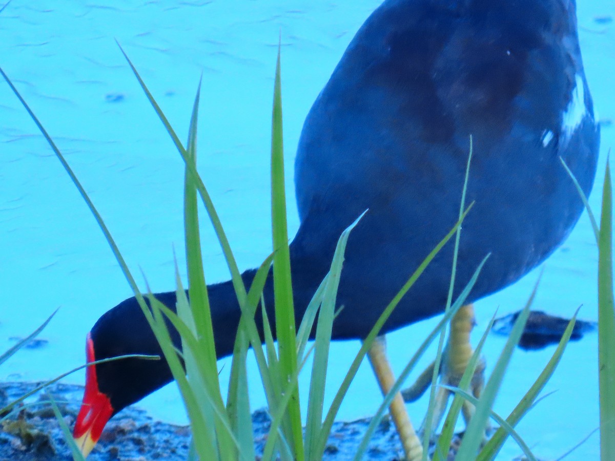 Common Gallinule - ML620743131