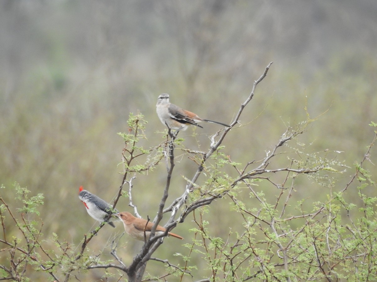 White-banded Mockingbird - ML620743147