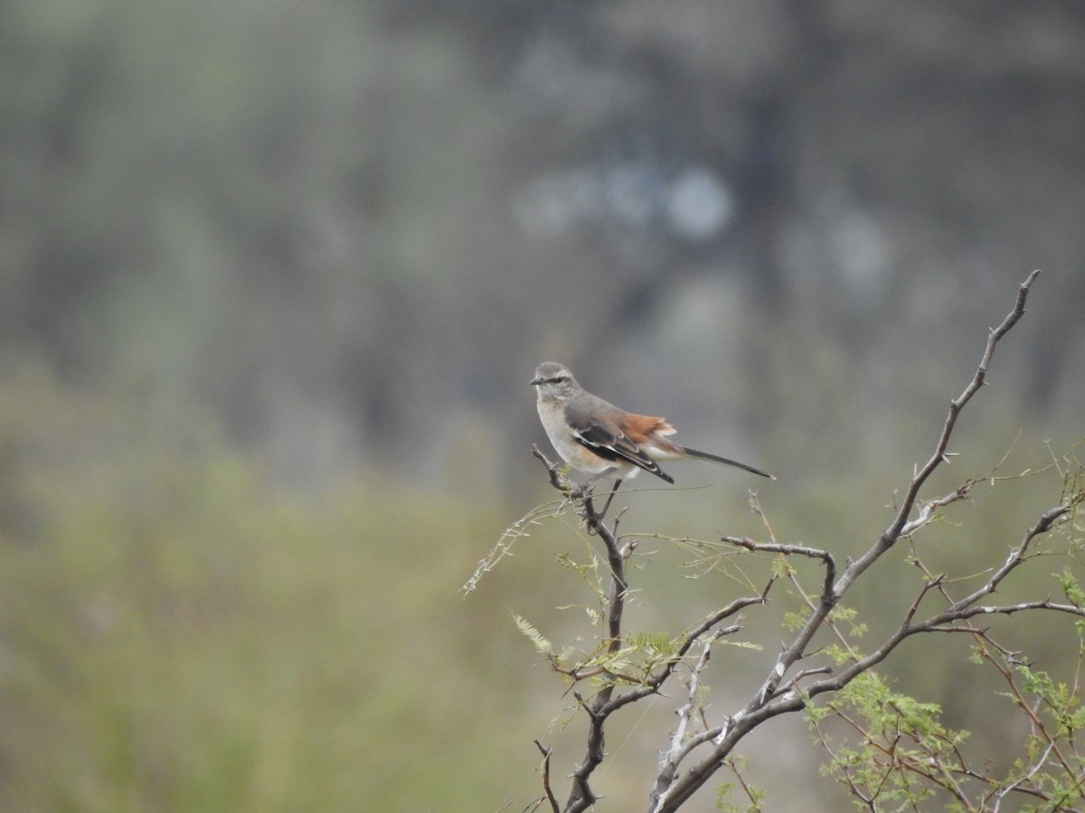 White-banded Mockingbird - ML620743148