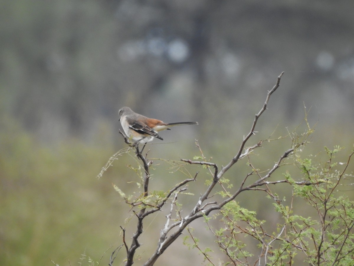 White-banded Mockingbird - ML620743149