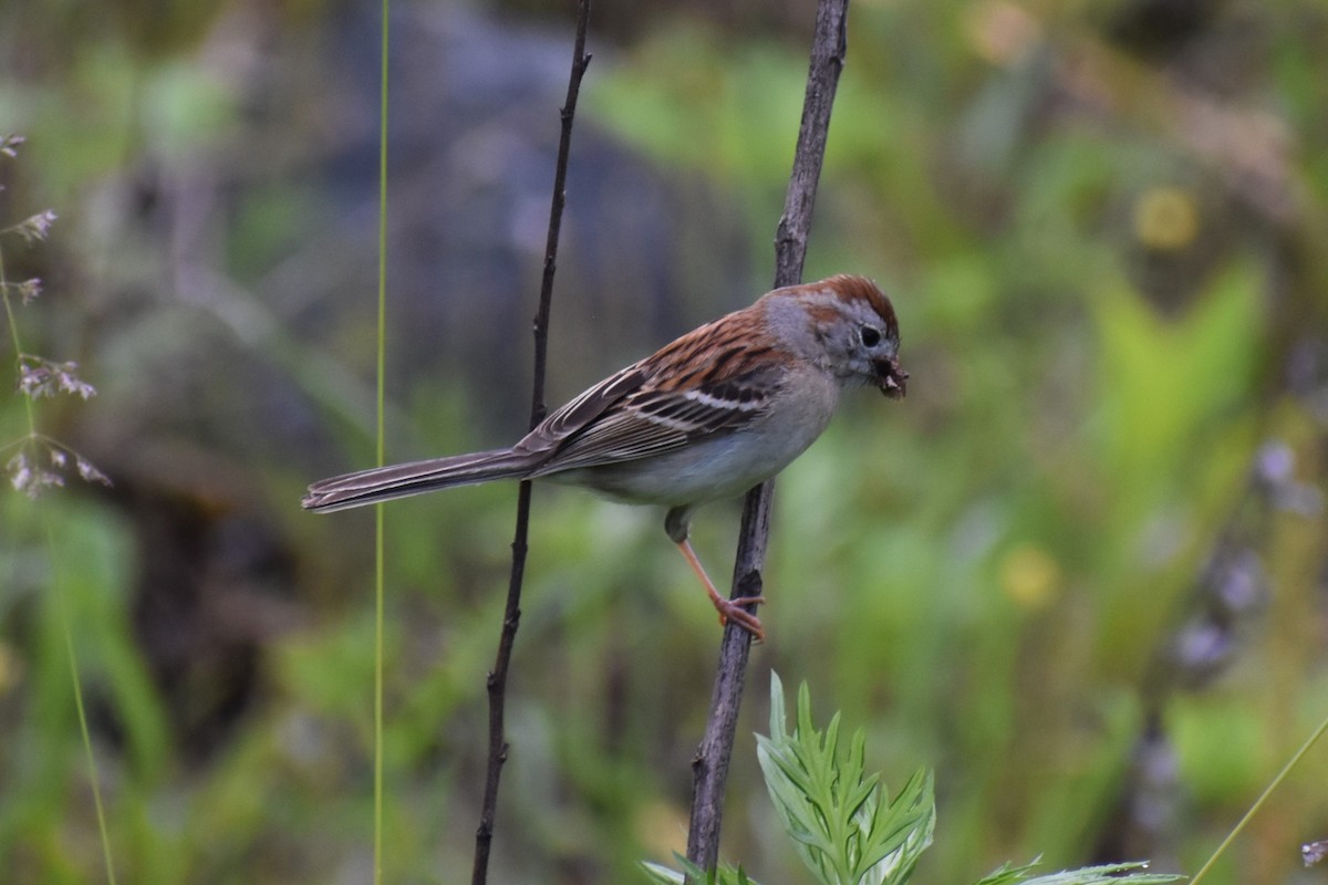 Field Sparrow - ML620743151